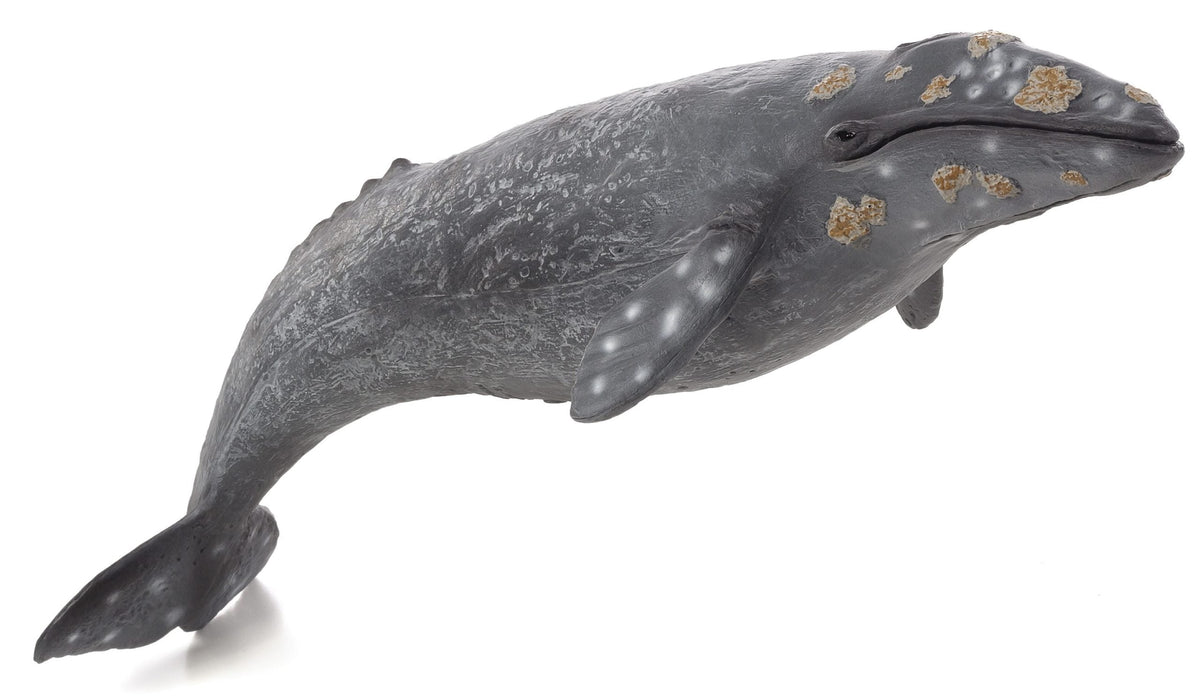Gray Whale