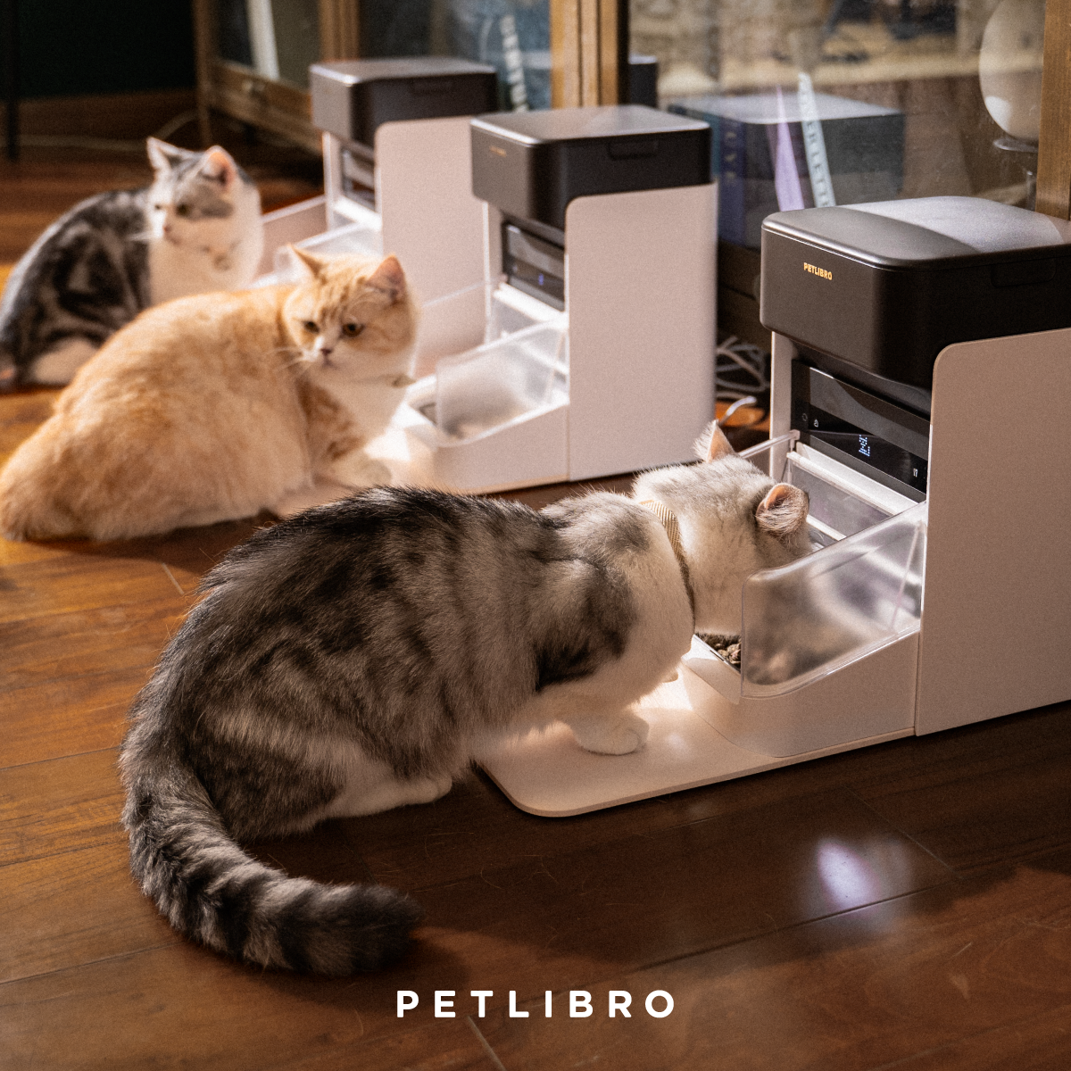 Petlibro One RFID Pet Feeder, 2 Packs