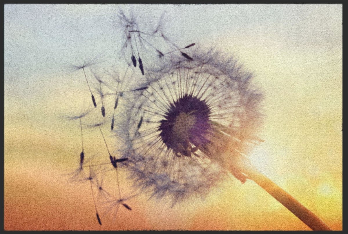 Fussmatte Pusteblume 4616