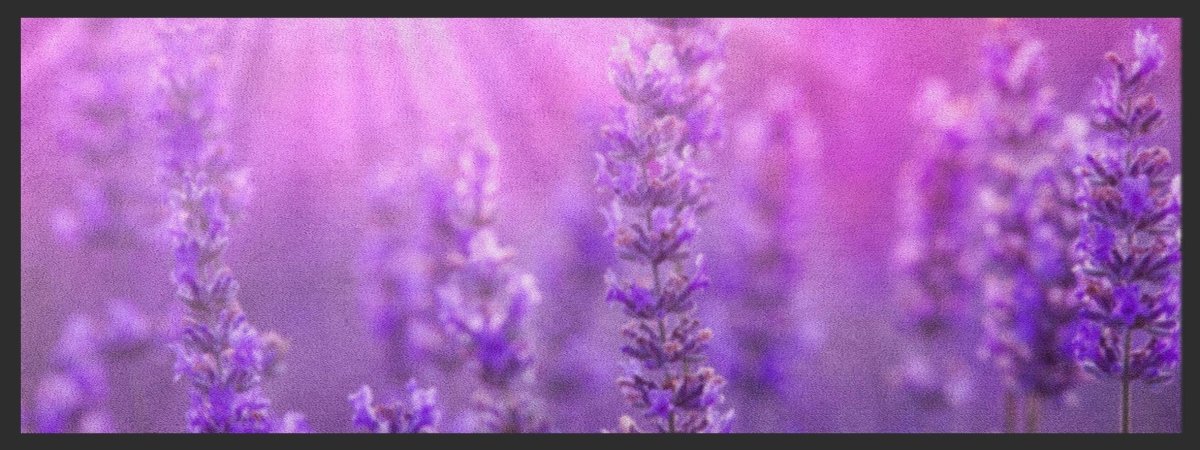 Küchenteppich Lavendel 4436