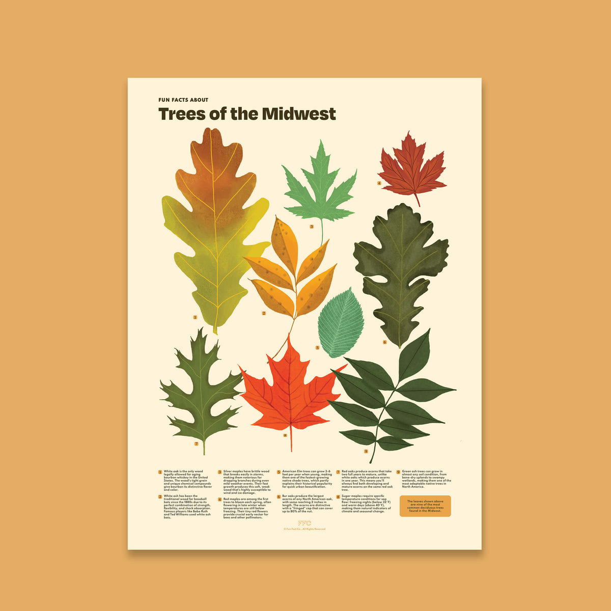 Trees of the Midwest Print - 12x16" / Unframed
