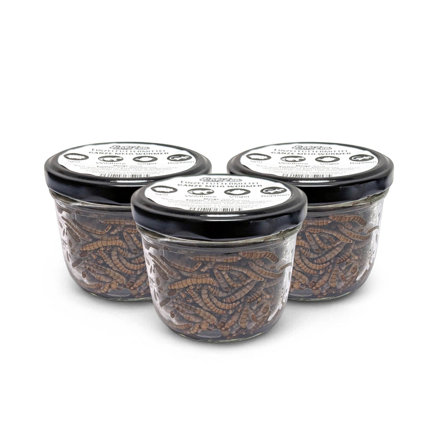 EntoZoo - ganze Mehlwürmer im Glas - einzeln entnehmbar - als Futtertier - 6 x 100g