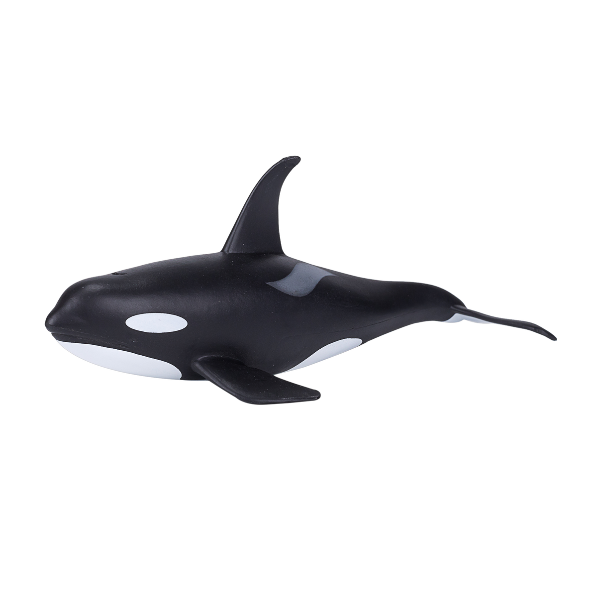 Orca Male