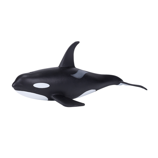 Orca Male