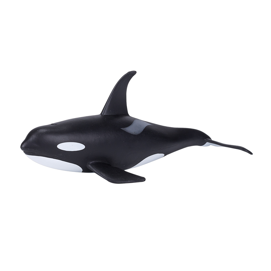 Orca Male