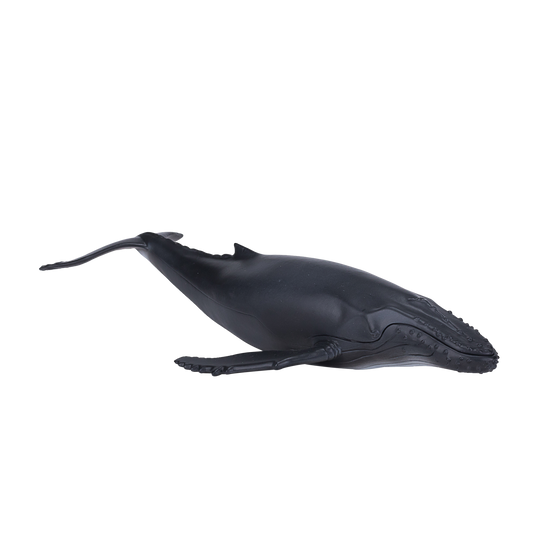 Humpback Whale