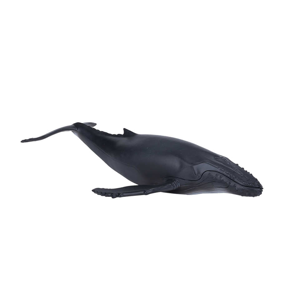 Humpback Whale