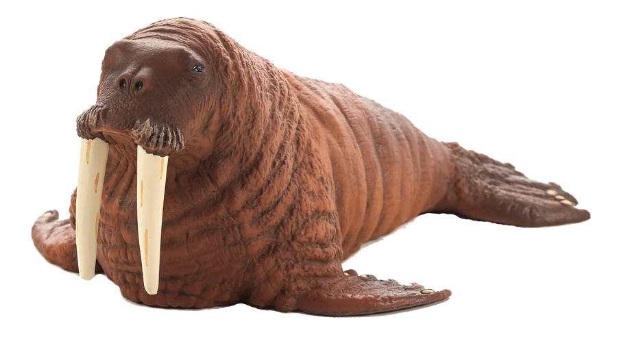 Walrus