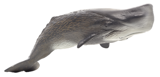 Sperm Whale