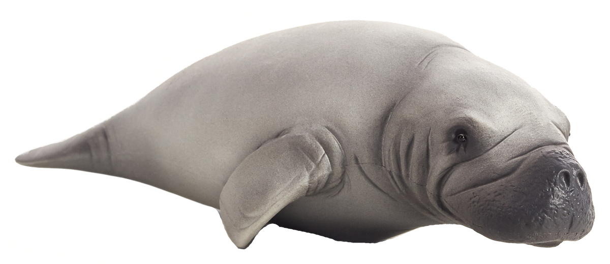 Manatee