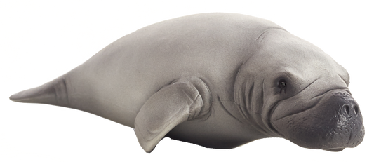 Manatee