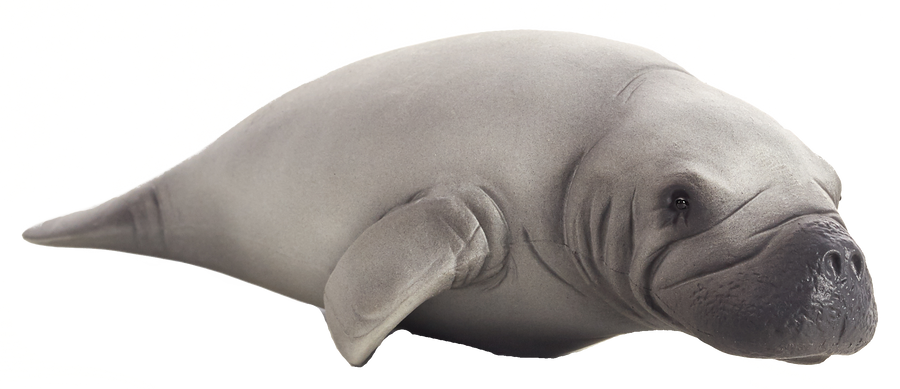 Manatee
