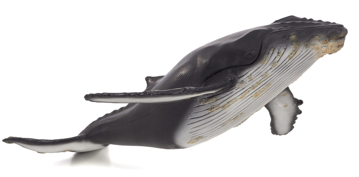 Humpback Whale Deluxe