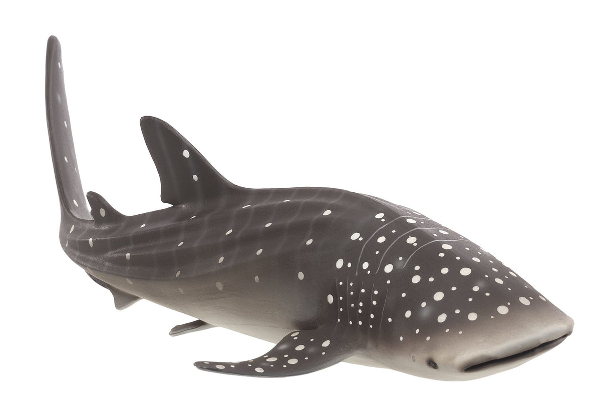 Whale Shark