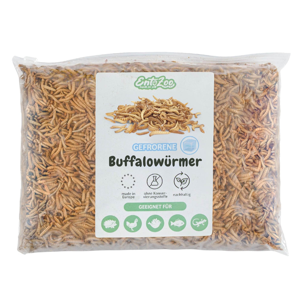 Gefrorene Buffalowürmer Buffalos Futterinsekten einzeln entnehmbar - 1 kg