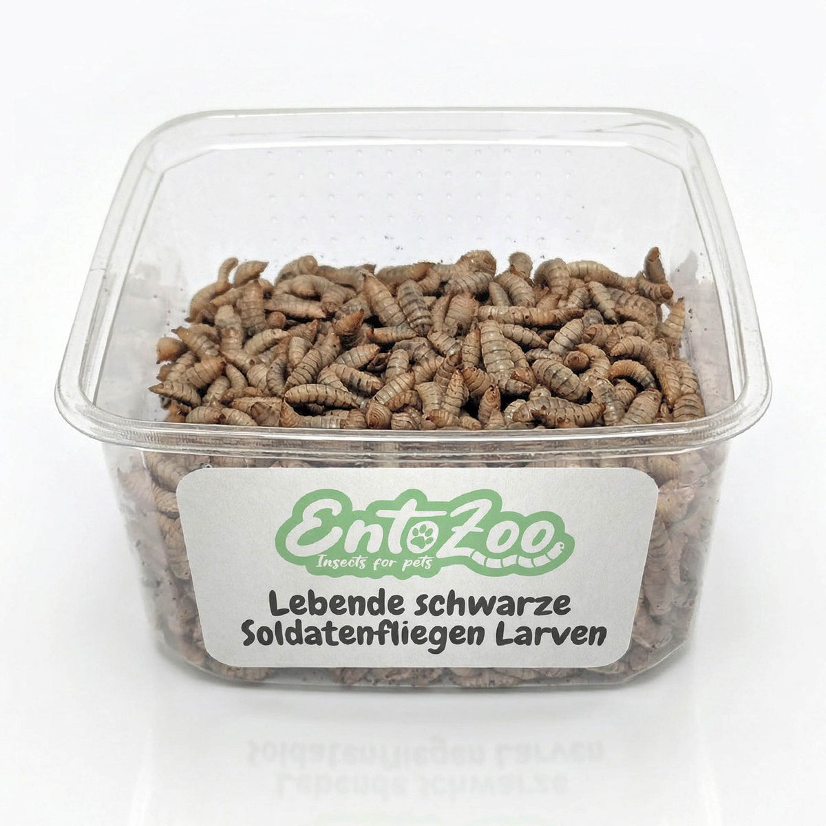 Lebende Schwarze Soldatenfliegen Larven Hermetia illucens - groß - einzeln entnehmbar - 2kg