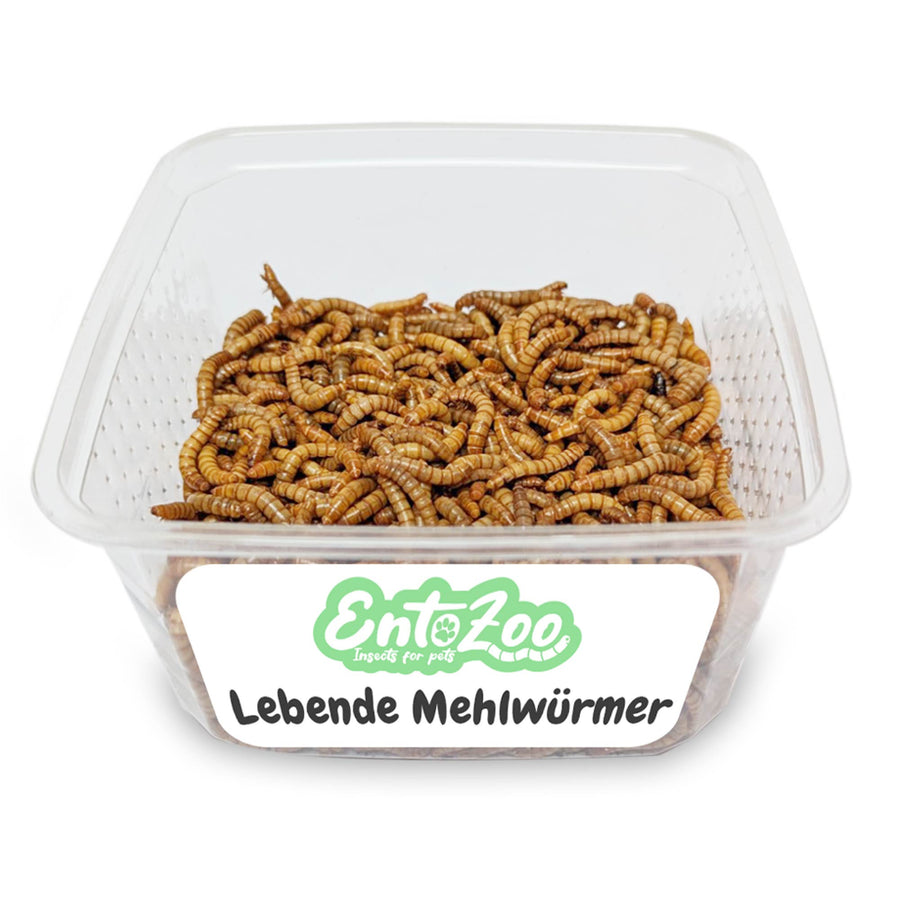Lebende Mehlwürmer als Futtertier - 1 Kg