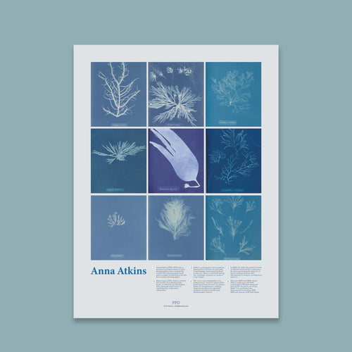 Anna Atkins Cyanotype Print - 12x16" / Unframed