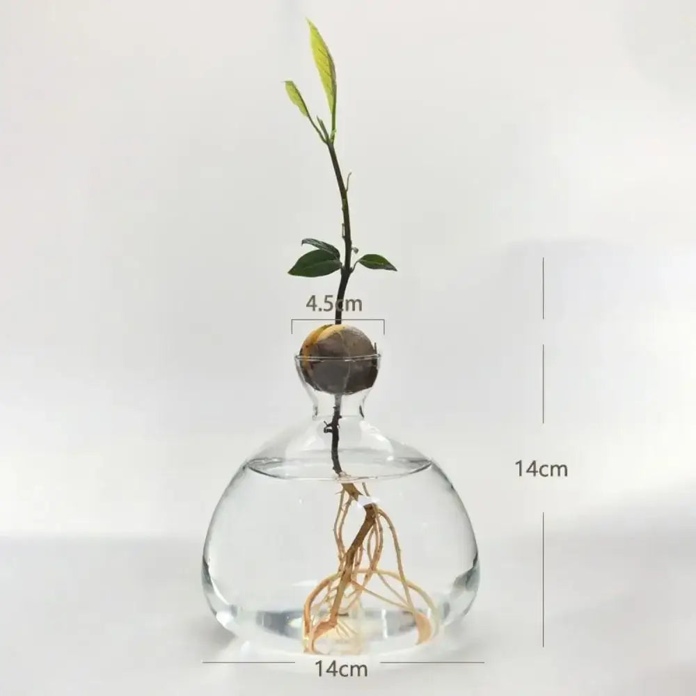 Clear Glass Hydroponic Vase for Avocado Seeds - A