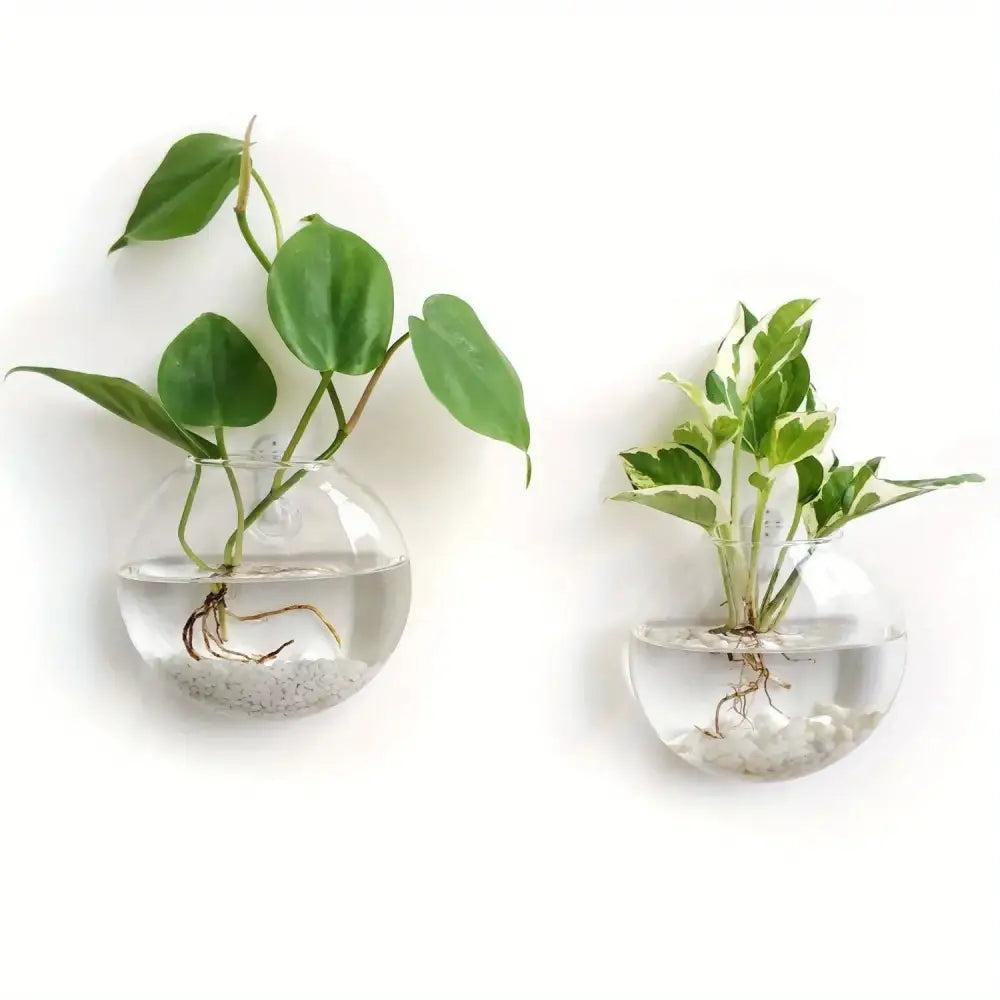 Glass Wall Terrarium Set - 2PCS