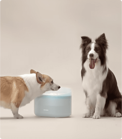 Petlibro Capsule Dog Fountain, Capsule