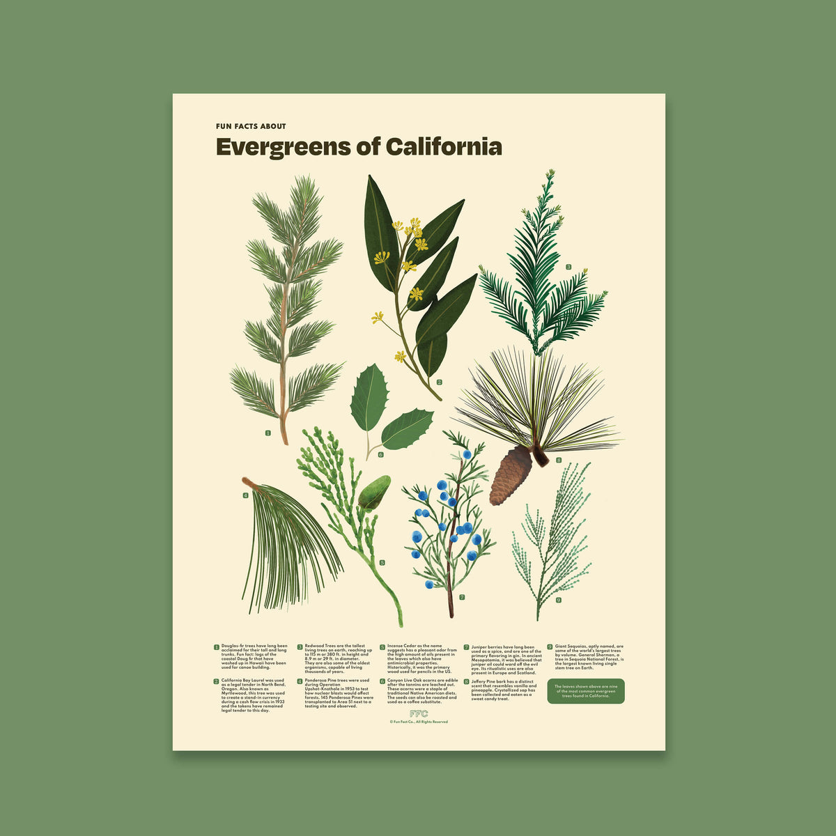 Evergreens of California Print - 12x16" / Unframed