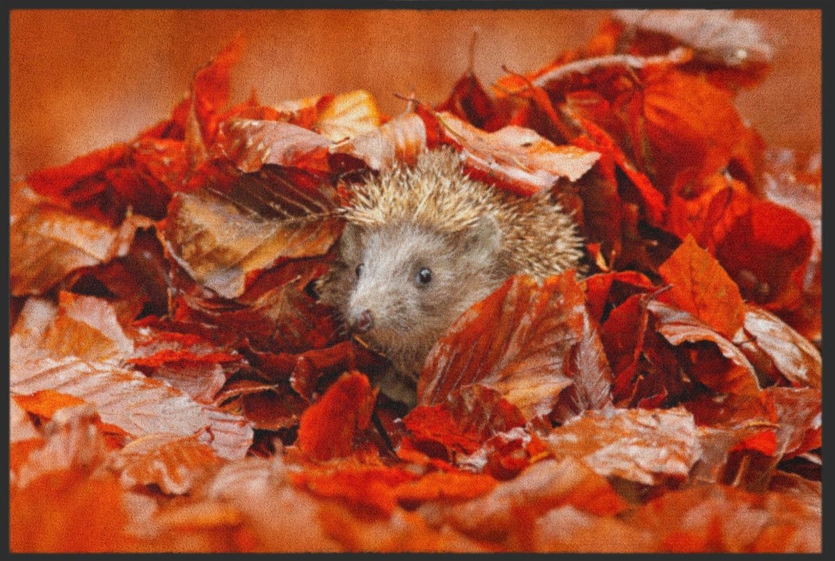 Fussmatte Igel 4533