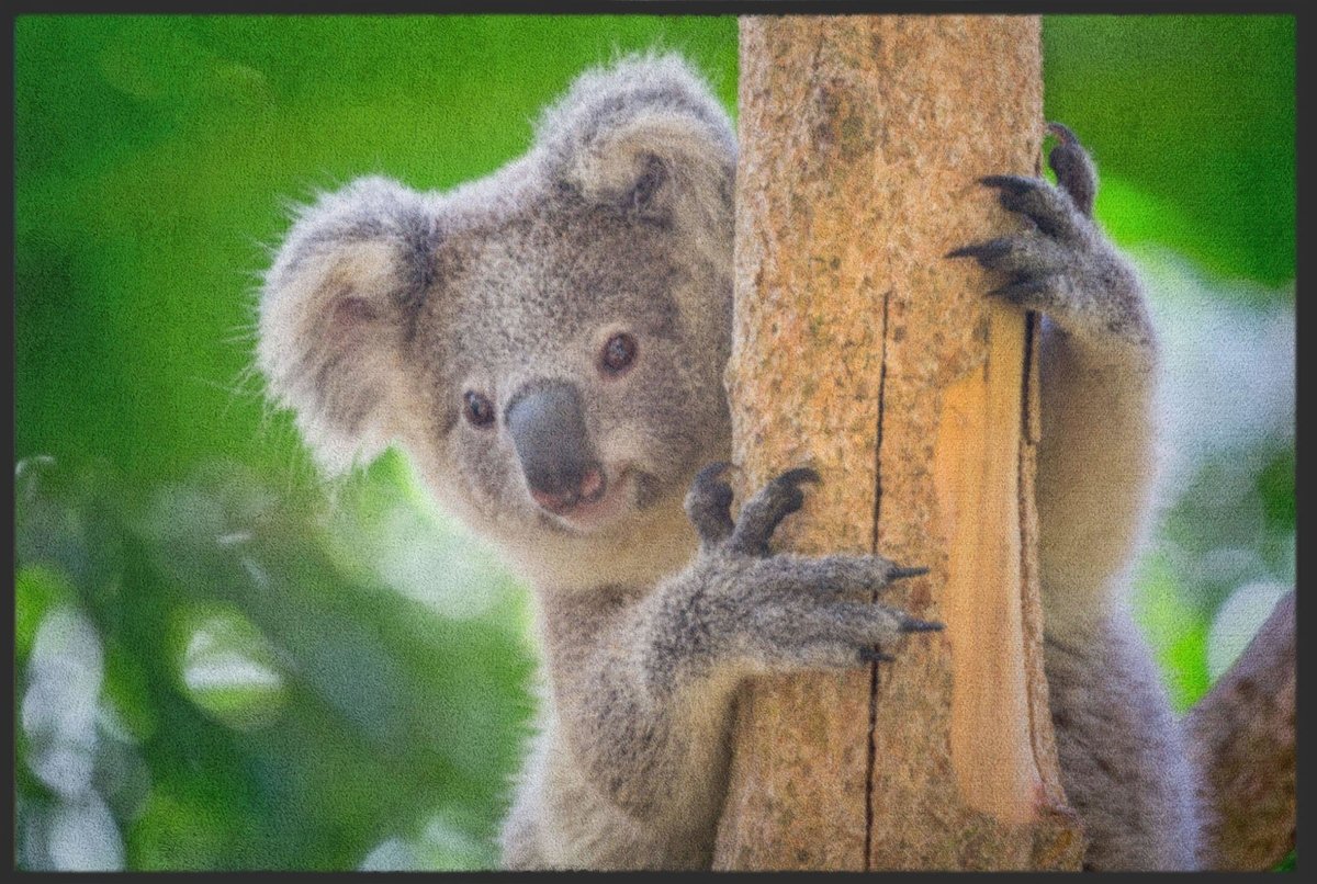 Fussmatte Koala 4516