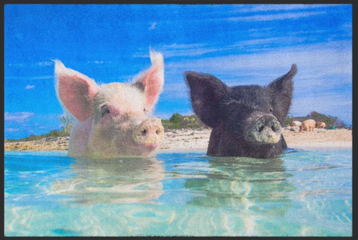 Fussmatte Schweine Bahamas 4530
