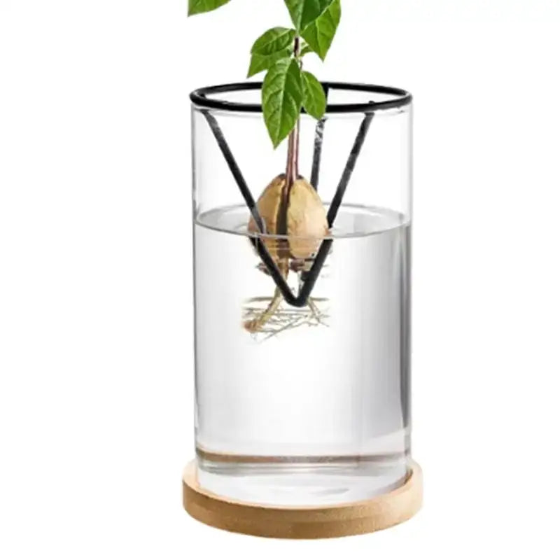 Glass Hydroponic Avocado Vase - United States