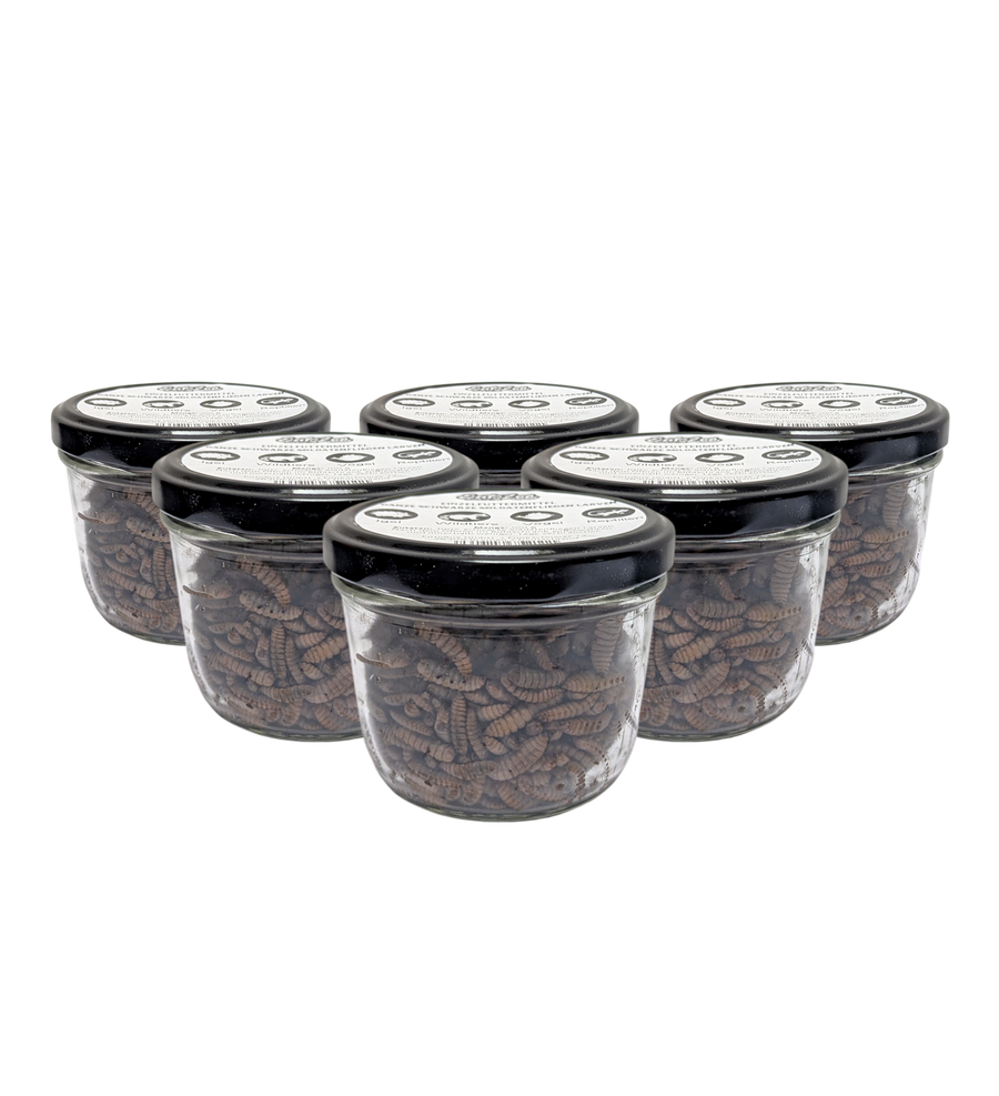 EntoZoo - ganze schwarze Soldatenfliegen Larven im Glas - einzeln entnehmbar - als Futtertier 100g - 6 x 100g